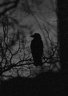 a bird sitting on top of a tree branch in the dark night with no leaves