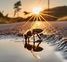 a bee that is standing in the water with it's reflection on the ground