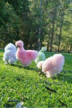 three pink poodles are walking in the grass near some trees and one is looking at something