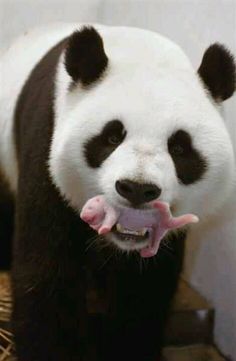 a black and white panda bear with its tongue out