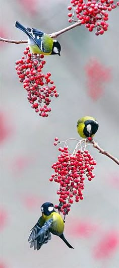 two birds perched on branches with red berries hanging from it's sides and one bird sitting on the branch