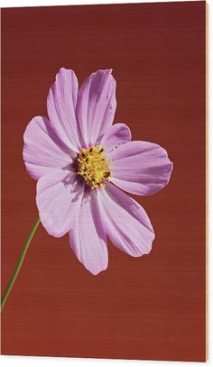 a single pink flower on a red background