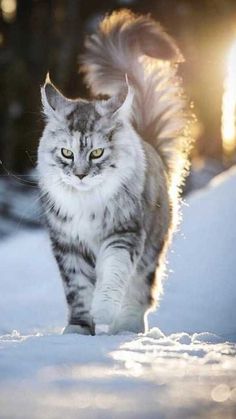 a cat is running in the snow with its tail up and it's eyes wide open