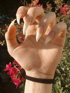 Vampire Nails, Long Natural Nails, Sharp Nails, Gothic Nails, Claw Nails, Goth Nails, Body Mods, Almond Nails, Swag Nails