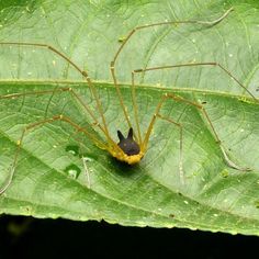 a yellow and black spider sitting on top of a green leaf