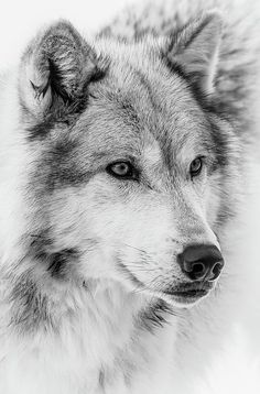 a black and white photo of a wolf