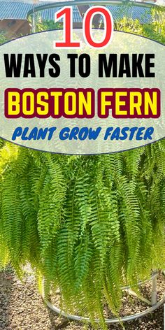 "Unlock the secrets to enhancing your Boston fern growth rate with our guide on 10 proven ways to help your Boston fern grow faster! Discover essential tips to boost Boston fern speed of growth, understand the factors affecting Boston fern growth rate in ideal conditions, and learn effective measurement techniques. Dive into Boston fern growth rate analysis and explore current trends and statistics to optimize your plant care.!"