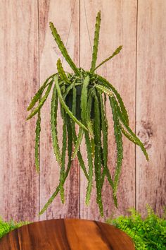 a potted plant sitting on top of a wooden table