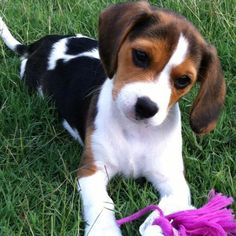 a puppy is playing with a toy in the grass