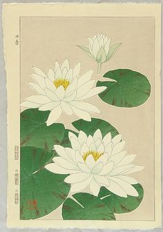 two white water lilies with green leaves