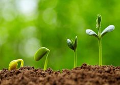 three plants sprouting from the ground with dirt and grass in the foreground