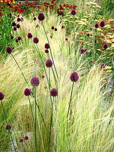 tall grass and flowers in a garden