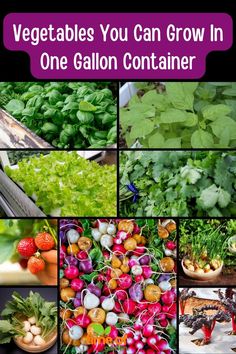 vegetables you can grow in one gallon container