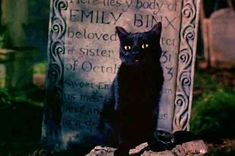 a black cat sitting on top of a grave