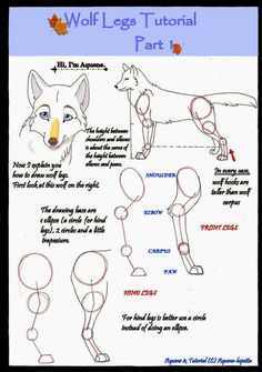 an image of how to draw a wolf's face with different angles and body parts