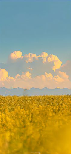 a field with yellow flowers and clouds in the sky