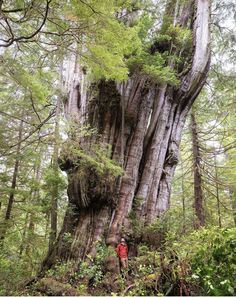 a person standing next to a large tree in the forest with lots of trees around it