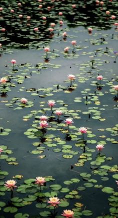 pink water lilies floating on top of a lake with lily pads in the foreground