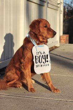 a brown dog with a bib that says it's a boy