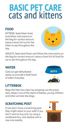 the basic instructions for cats and kittens to use in their home, including litter boxes