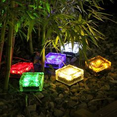 some lights that are in the grass by some rocks and bamboo trees at night time