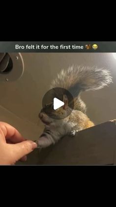 Spiritual Quotes on Instagram: "The first time he realized how it felt to be loved ❤️🐿️  🎥 Video credits to respected owner. No copyright infrengement intented" Animal Oddities, Squirrel Video, Squirrel Funny, Trending Reels, Video Credits, To Be Loved, Funny Animal Memes