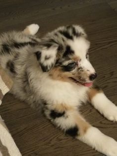 a small dog laying on the floor next to a towel