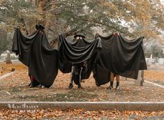 two people dressed up as bats in a cemetery