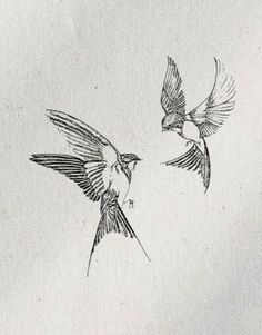 two birds flying in the air with one bird on it's back and another bird on its side