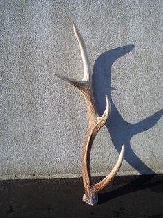 an antler is standing on the ground next to a concrete wall and casting a shadow