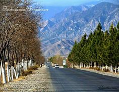 the road is lined with pine trees and mountains in the backgroung area