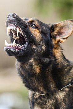 a close up of a dog with its mouth open