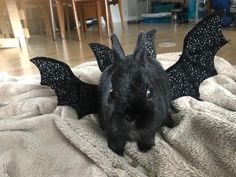 a black bunny is laying on a blanket with its wings spread out and looking at the camera