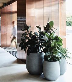 three potted plants sitting on the ground in front of a wall with wood paneling