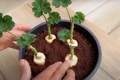 two hands are holding small plants with green leaves