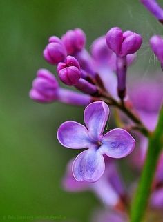 purple flowers with green stems in the background