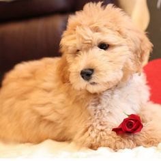 a small brown dog laying on top of a white blanket next to a red rose