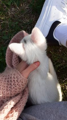 a small white cat is being petted by someone's hand on the grass