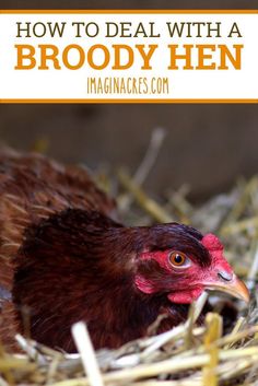 Homestead Livestock, Broody Hen, Homestead Animals, Baby Chicks Raising, Raising Chicks, Homestead Life, Urban Chickens, Hatching Chicks, Nest Box