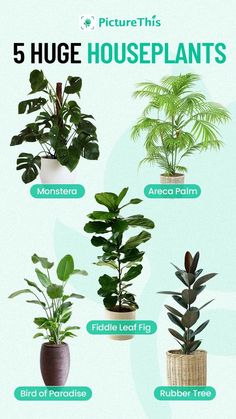 there are five houseplants that can be found in different types of plants and trees