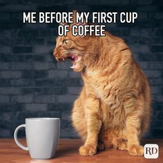 a cat sitting next to a coffee cup with the caption me before my first cup of coffee