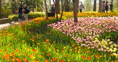 people are standing in the middle of a flower garden with many different colored flowers and trees