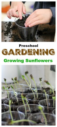 the cover of a book with photos of young plants growing in plastic cups, and text reading preschool gardening growing sunflowers