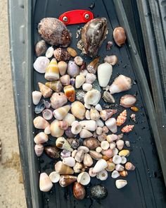 various seashells and other sea shells are on the ground next to a red object