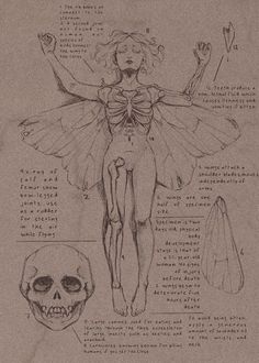 a drawing of a human skeleton with various parts labeled in the text above it and an image of a woman's torso