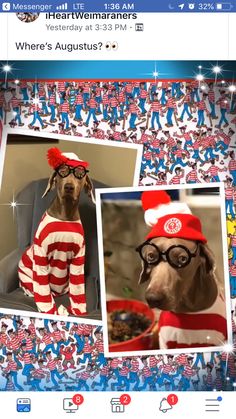 an image of a dog dressed up in red and white striped clothes with glasses on