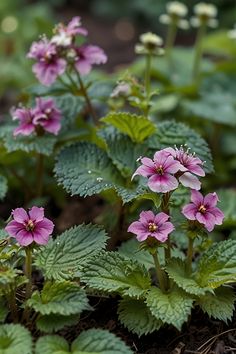 some pink flowers and green leaves on the ground