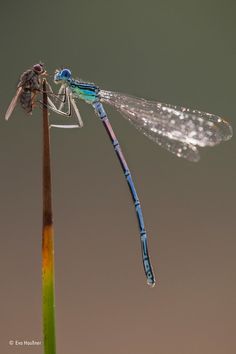 a dragonfly sitting on top of a plant with water droplets falling off it's wings