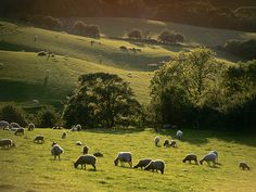 a herd of sheep grazing on a lush green hillside in the country side with trees