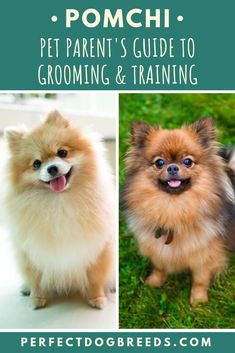 two small dogs sitting next to each other with the words pomphi pet parent's guide to grooming and training